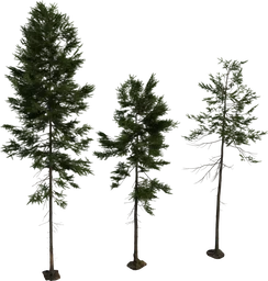 Fir Tree 01