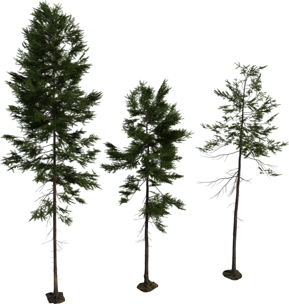 Fir Tree 01