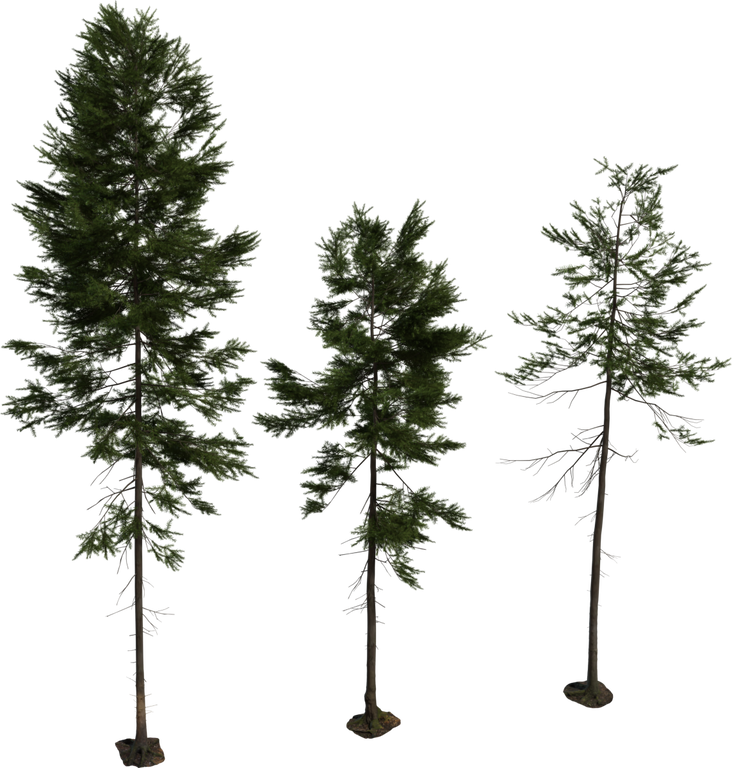 Fir Tree 01