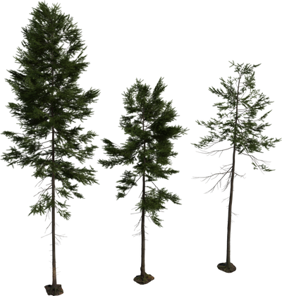 Fir Tree 01