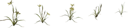 Flower Empodium