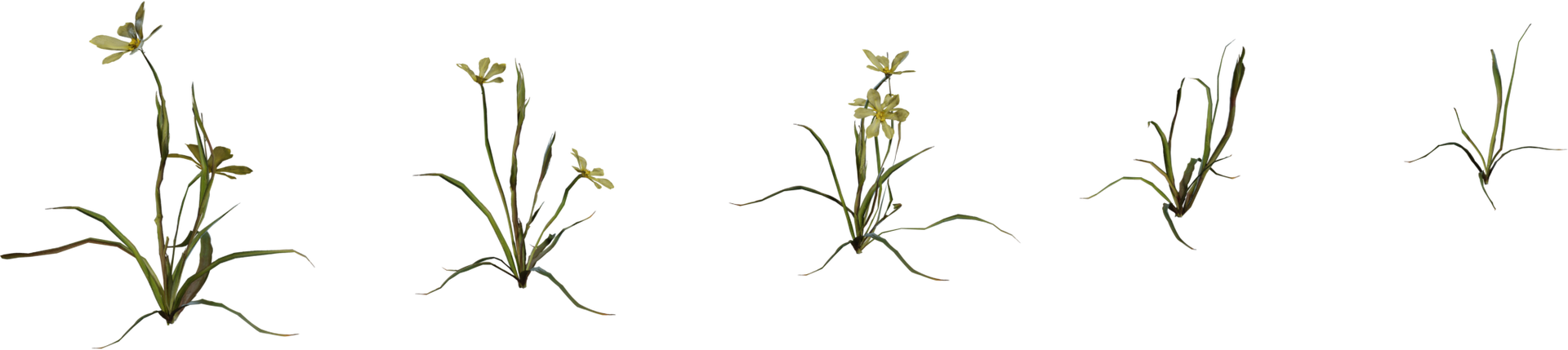 Flower Empodium