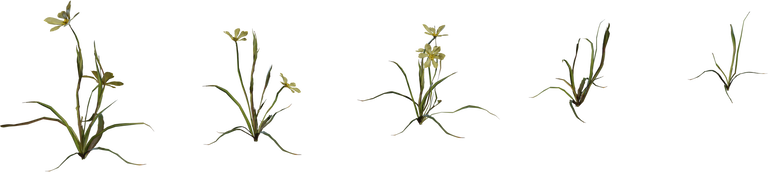 Flower Empodium