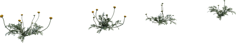 Flower Stinkkruid