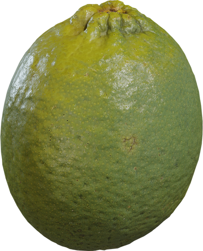 Food Lime 01 — free food & plants CC0 3D model