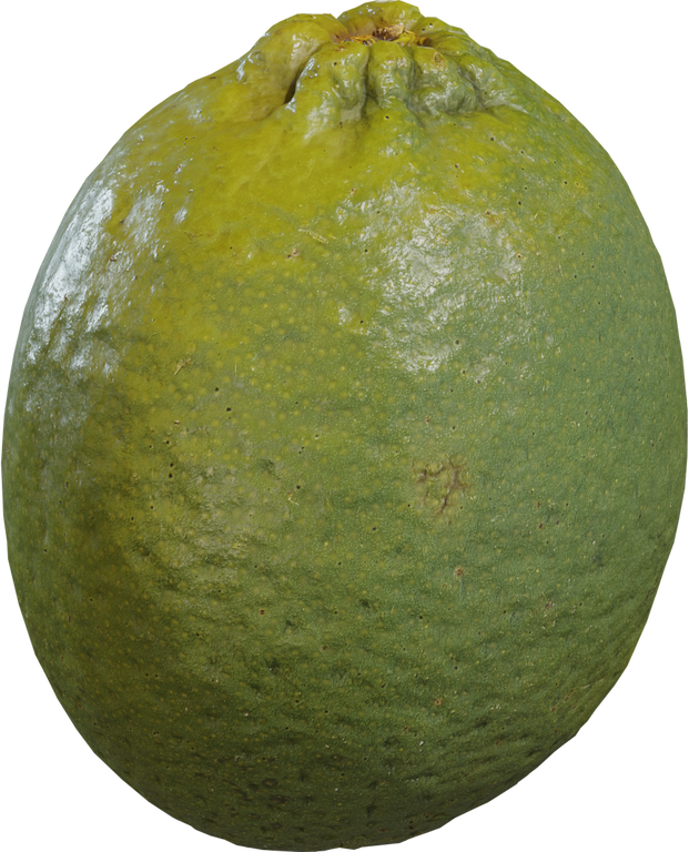 Food Lime 01