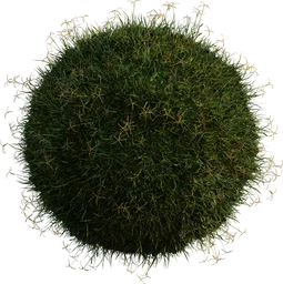 Grass Bermuda 01