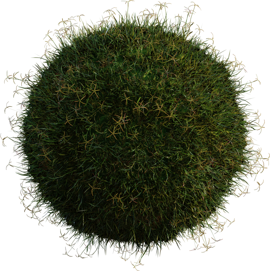 Grass Bermuda 01