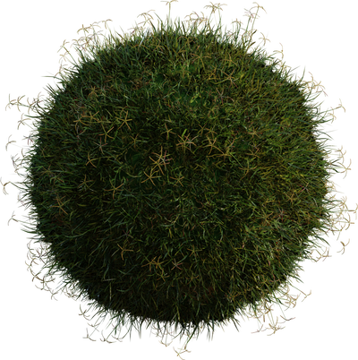 Grass Bermuda 01