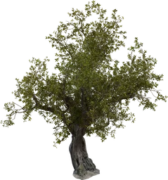 Island Tree 01