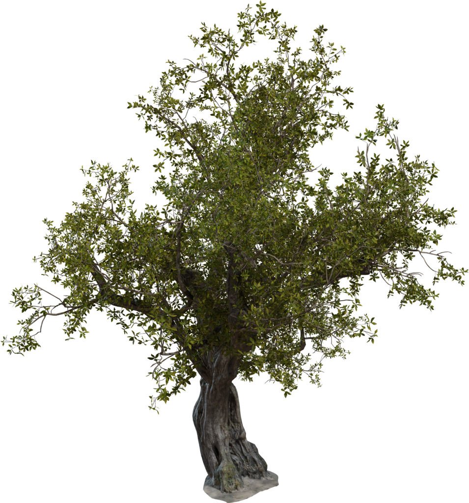 Island Tree 01