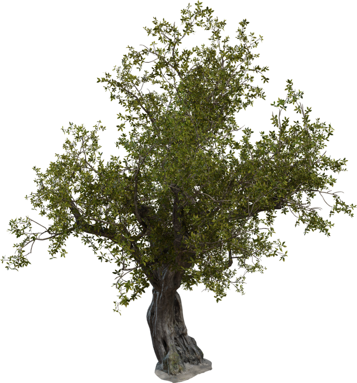 Island Tree 01 preview