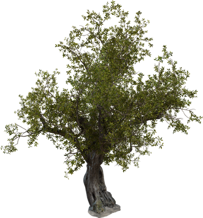 Island Tree 01