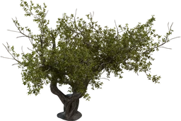 Island Tree 02