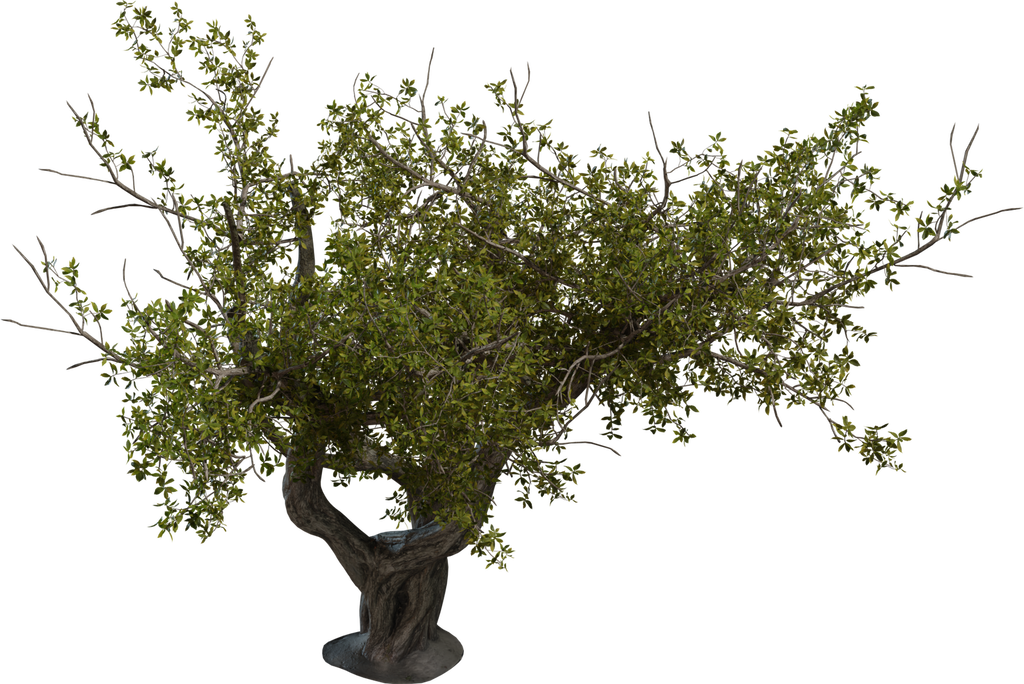 Island Tree 02