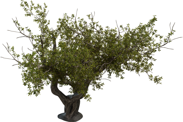 Island Tree 02 preview