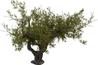 Island Tree 02
