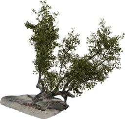 Island Tree 03