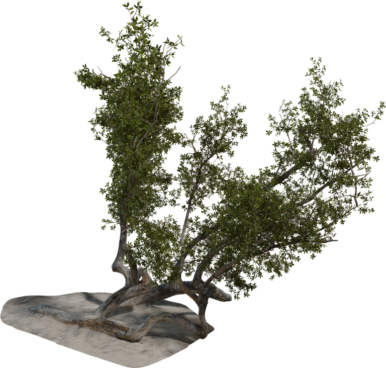 Island Tree 03 preview