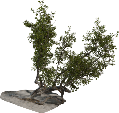 Island Tree 03