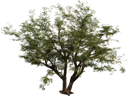 Jacaranda Tree