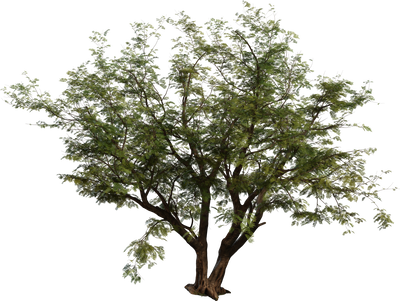 Jacaranda Tree
