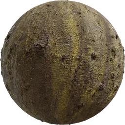 Japanese Hackberry Bark