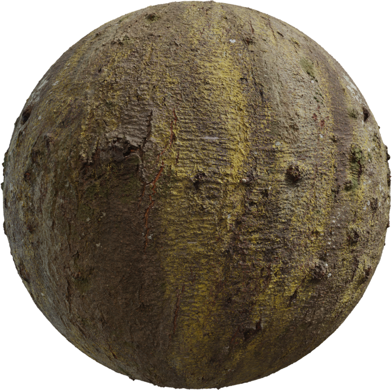 Japanese Hackberry Bark