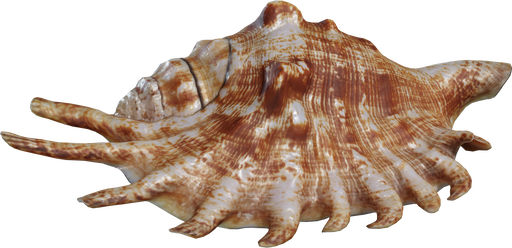 Lambis Shell — free decorative CC0 3D model