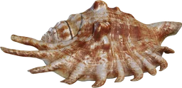 Lambis Shell