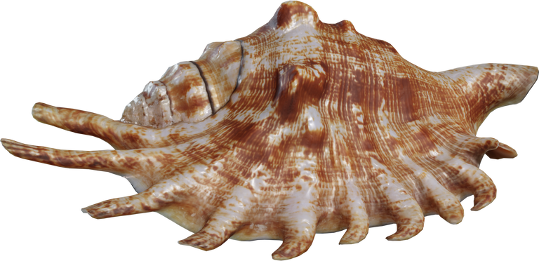 Lambis Shell