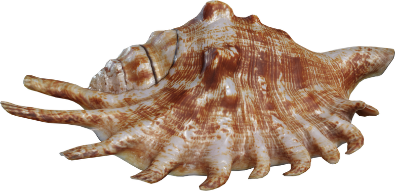 Lambis Shell