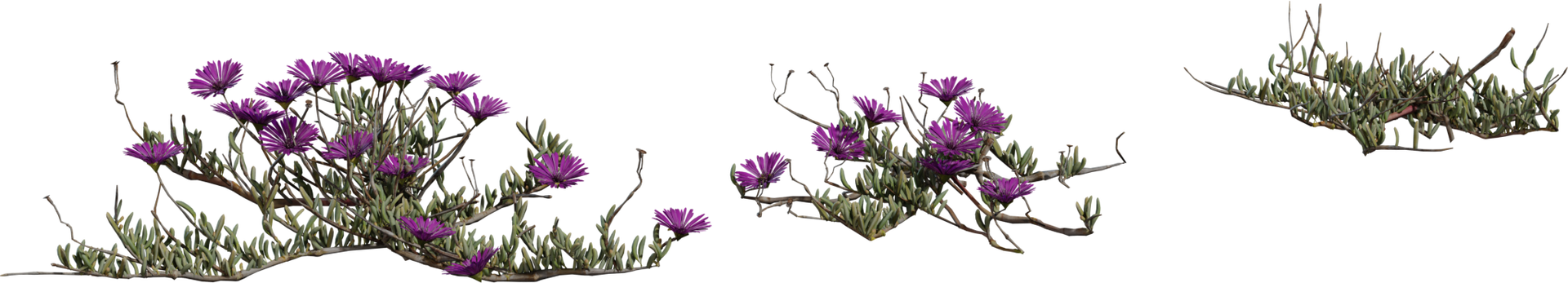 Leipoldtia Schultzei