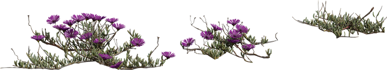 Leipoldtia Schultzei