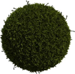 Moss 01