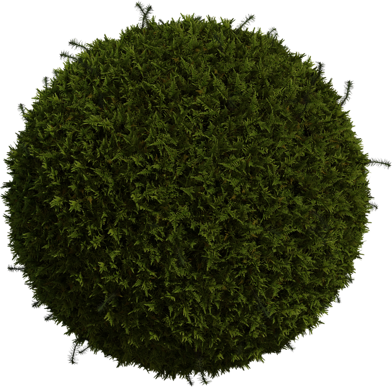 Moss 01