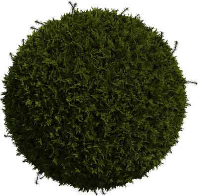 Moss 01
