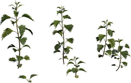 Nettle Plant — free food & plants CC0 3D model