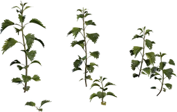 Nettle Plant