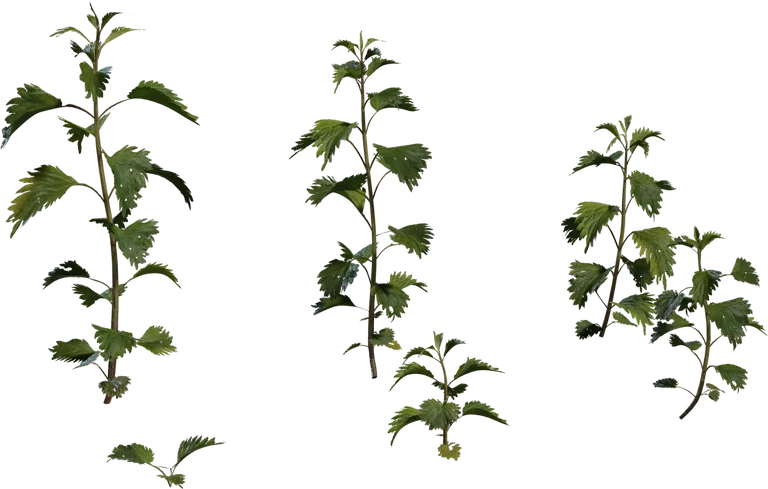 Nettle Plant
