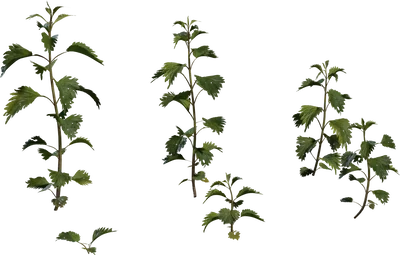 Nettle Plant