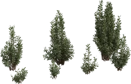 Othonna Cerarioides