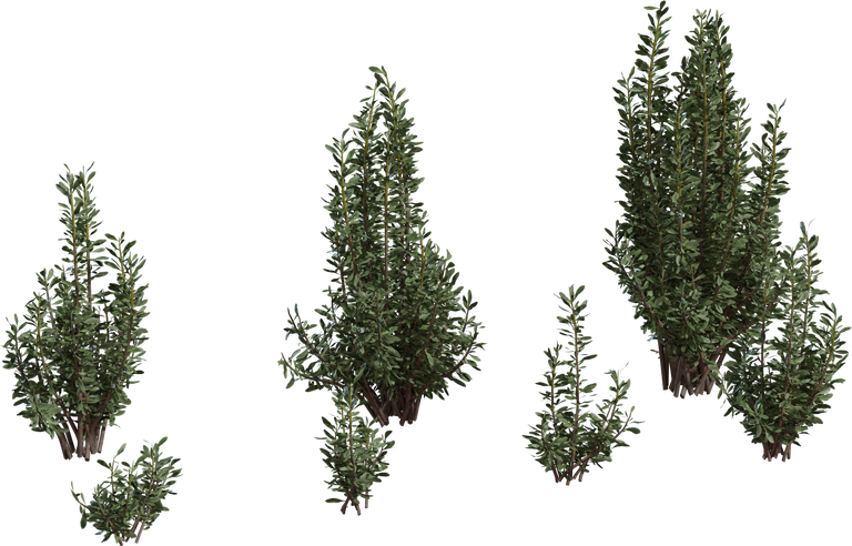 Othonna Cerarioides