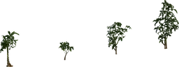 Pachira Aquatica 01
