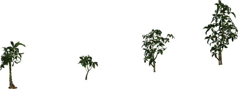 Pachira Aquatica 01
