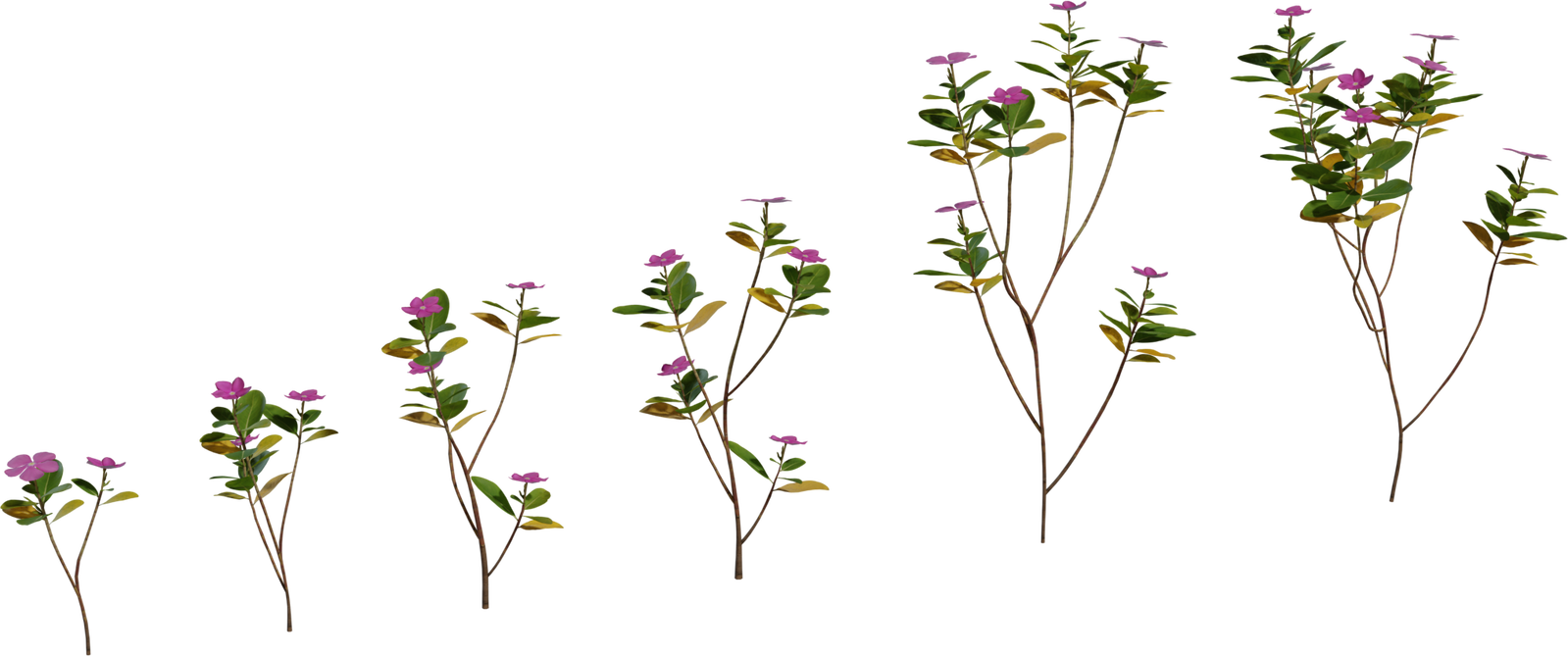长春花植物 · 模型（Periwinkle Plant）