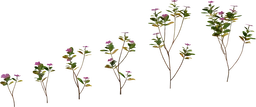 Periwinkle Plant