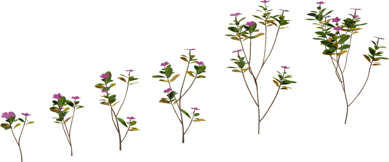 Periwinkle Plant