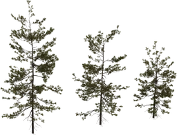 Pine Sapling Medium