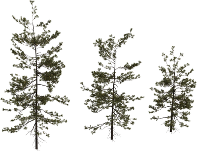 Pine Sapling Medium